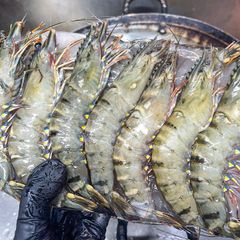 t 244 m s 250 quang canh