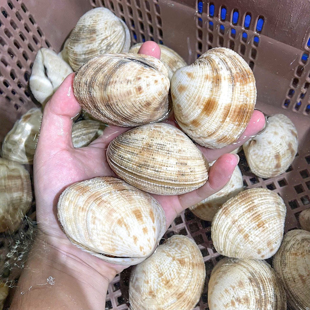  Sò Sần Thiên Nhiên 