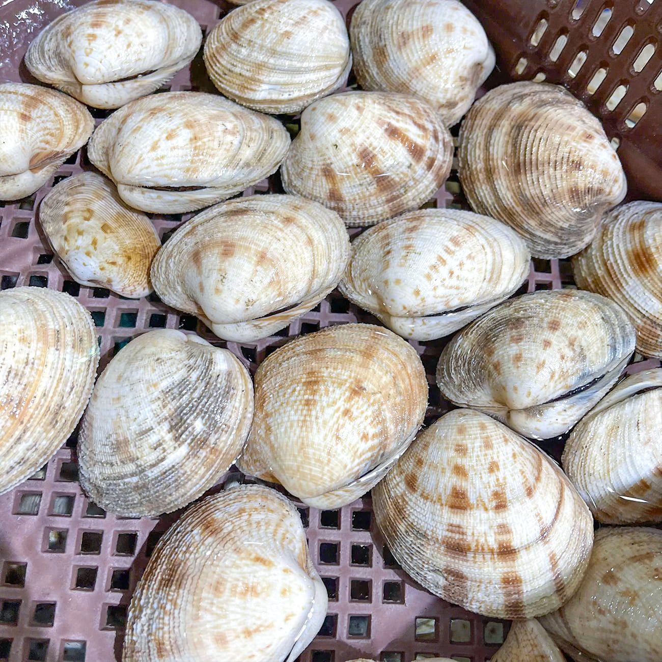  Sò Sần Thiên Nhiên 