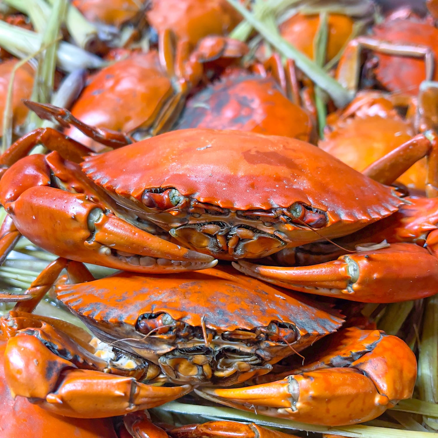 Meat crab