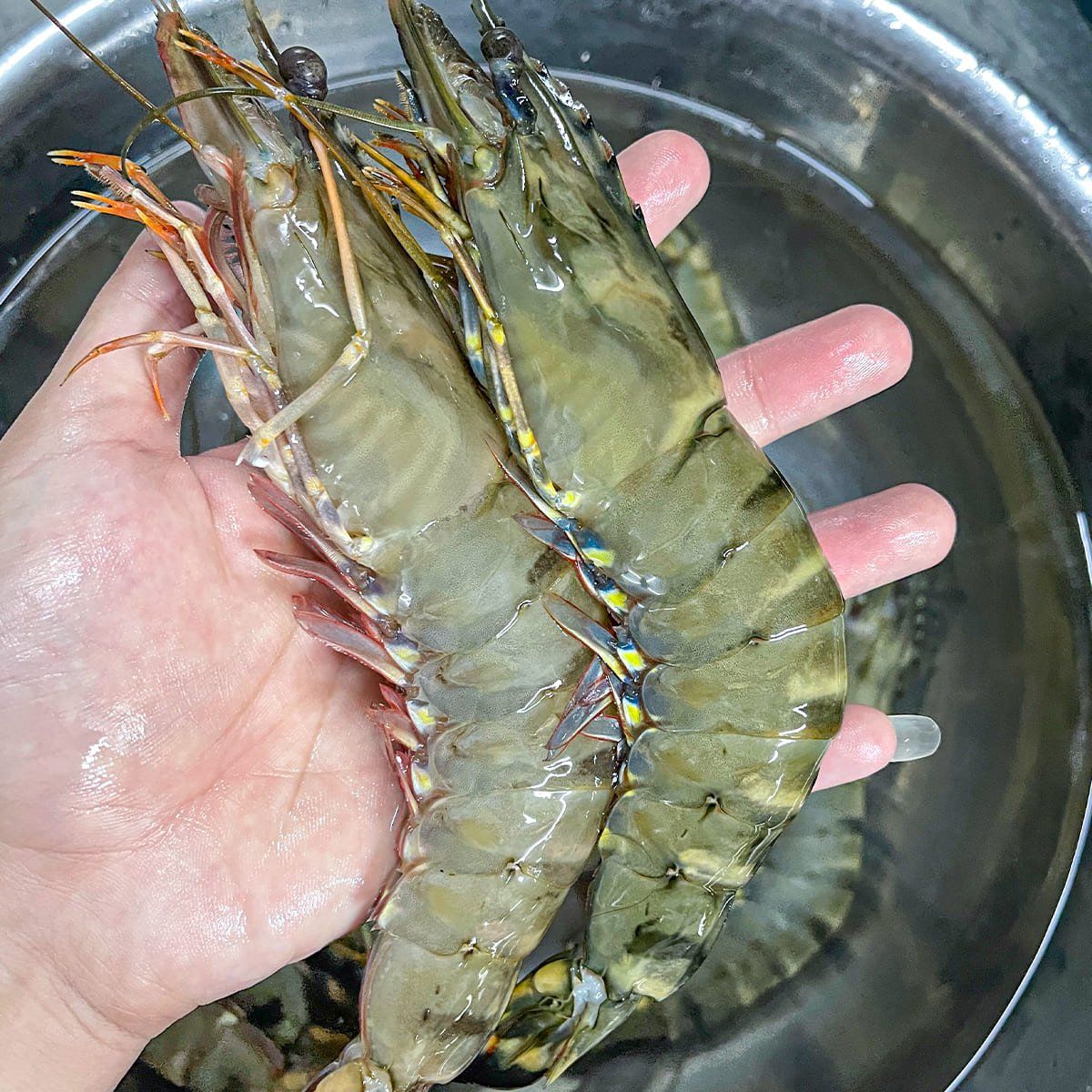  Tôm Sú Quảng Canh 