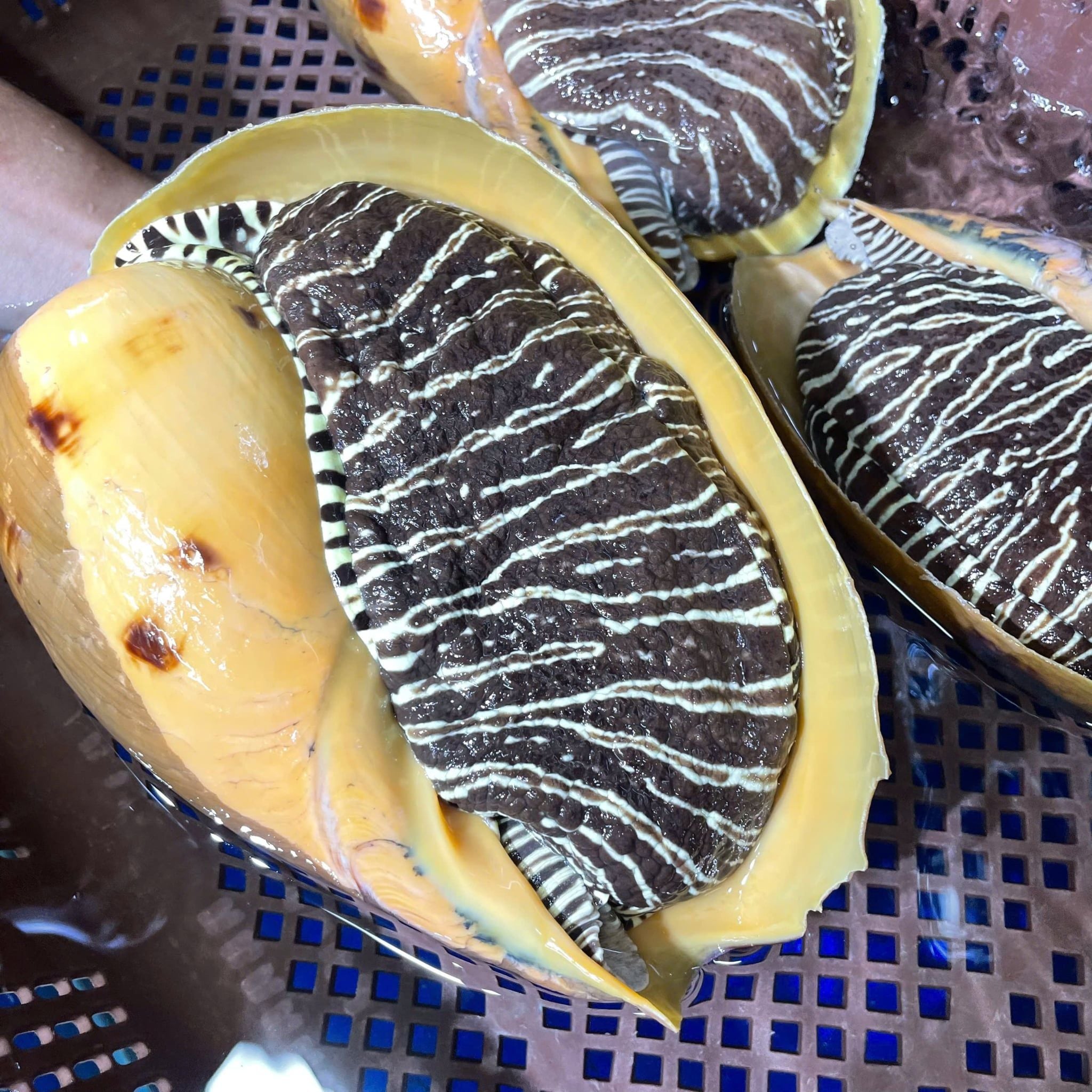  Ốc Giác Vàng 