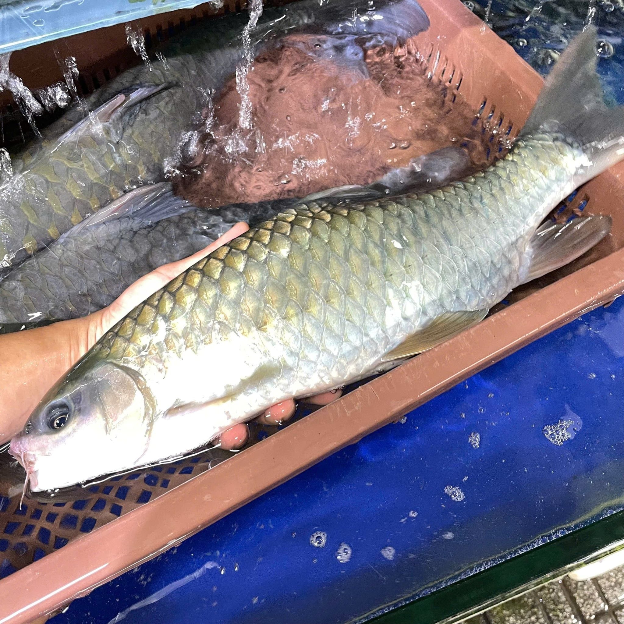 Cá Dầm Xanh 