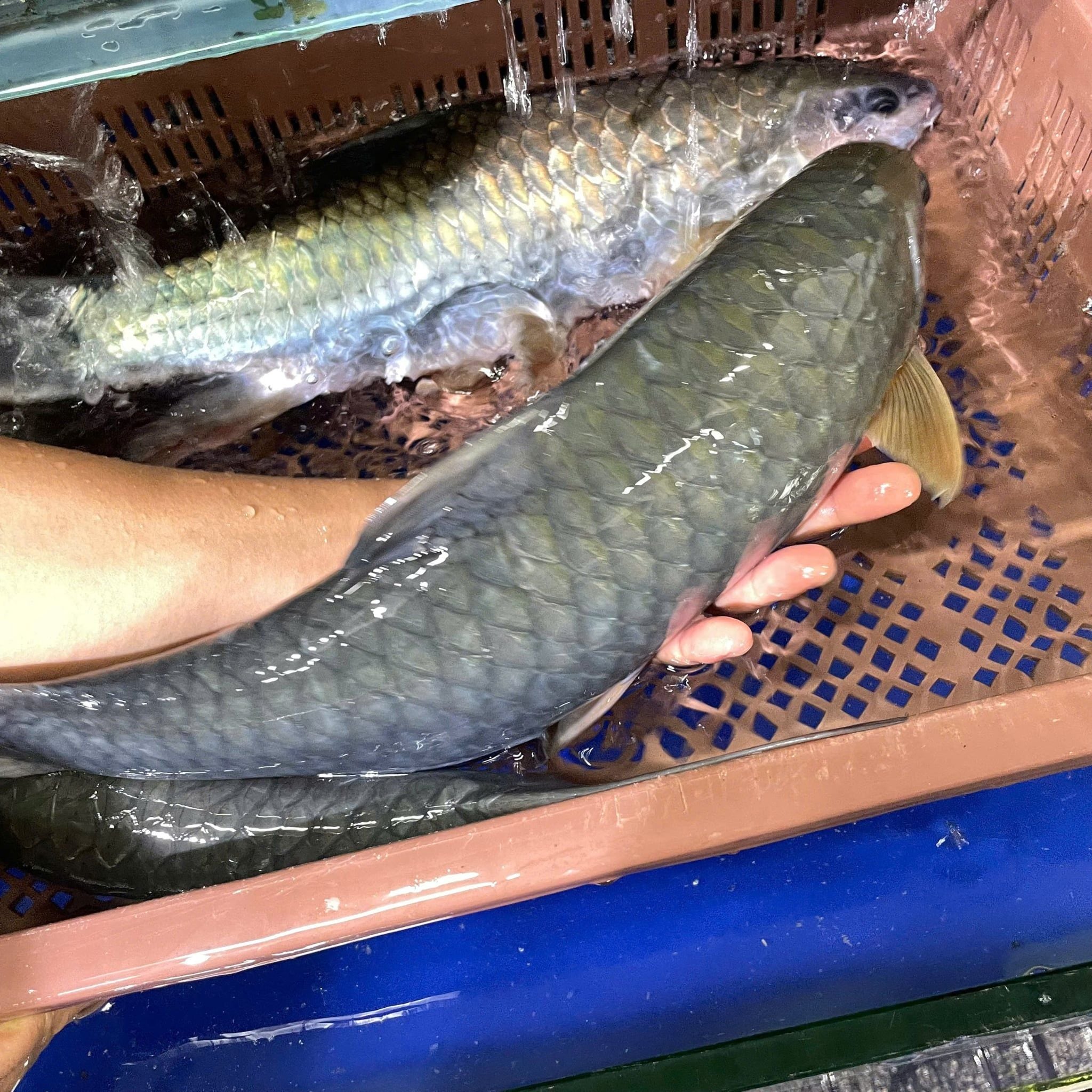  Cá Dầm Xanh 