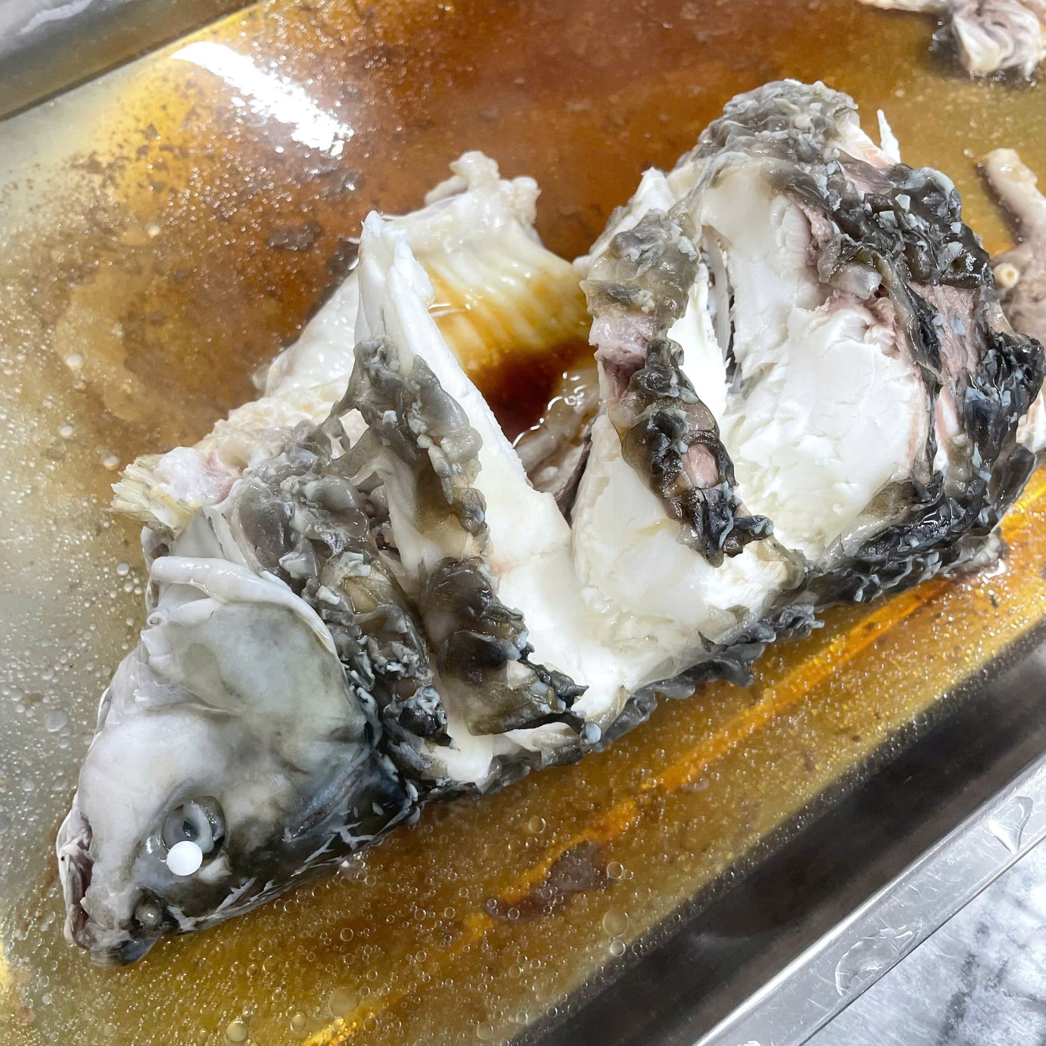  Cá Dầm Xanh 