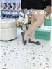 Giày bệt búp bê ren B950