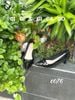 Cao gót nhọn bóng nơ C076