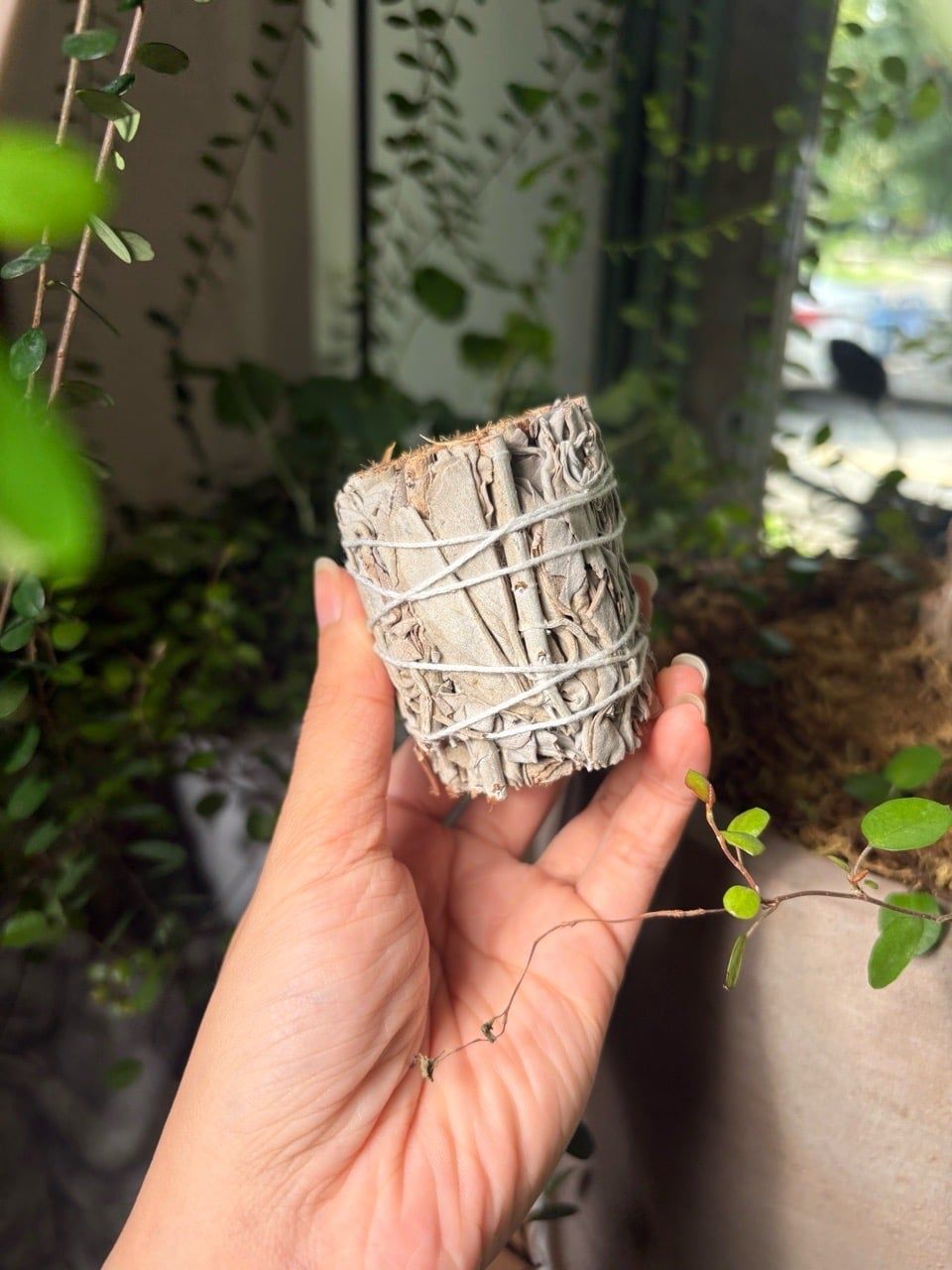  Xô thơm trắng White Sage Bó sage Thanh Tẩy 