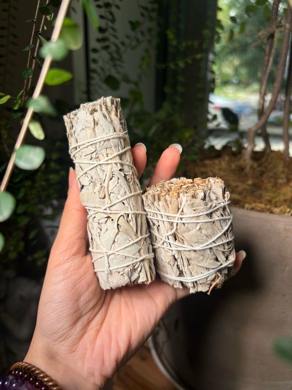  Xô thơm trắng White Sage Bó sage Thanh Tẩy 