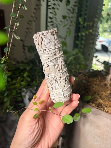  Xô thơm trắng White Sage Bó sage Thanh Tẩy 