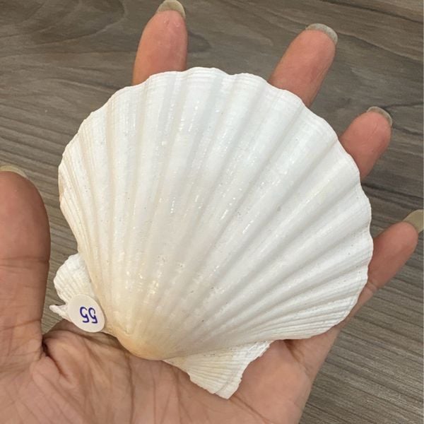  Vỏ sò / ốc để nhang, trầm thanh tẩy 