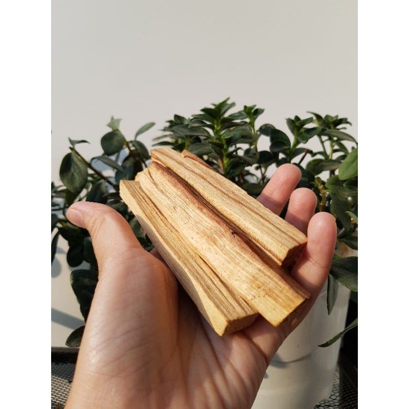  Gỗ thánh Palo Santo dùng trong thanh tẩy không gian, bài Tarot, thiền định, xông nhà 