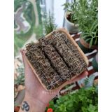  Bó xông thảo mộc, que xông thảo mộc xông nhà, thanh tẩy, làm sạch không gian sống 