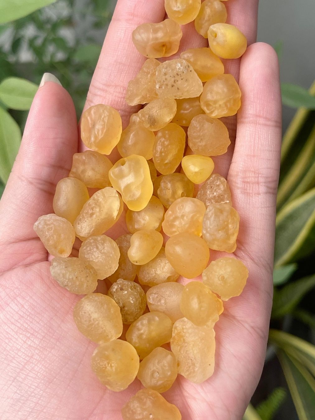  Mã não Gobi tự nhiên Yellow Gobi 