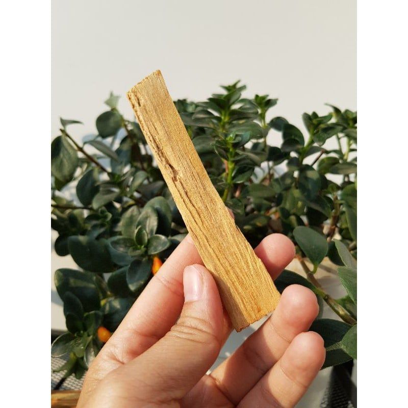  Gỗ thánh Palo Santo dùng trong thanh tẩy không gian, bài Tarot, thiền định, xông nhà 