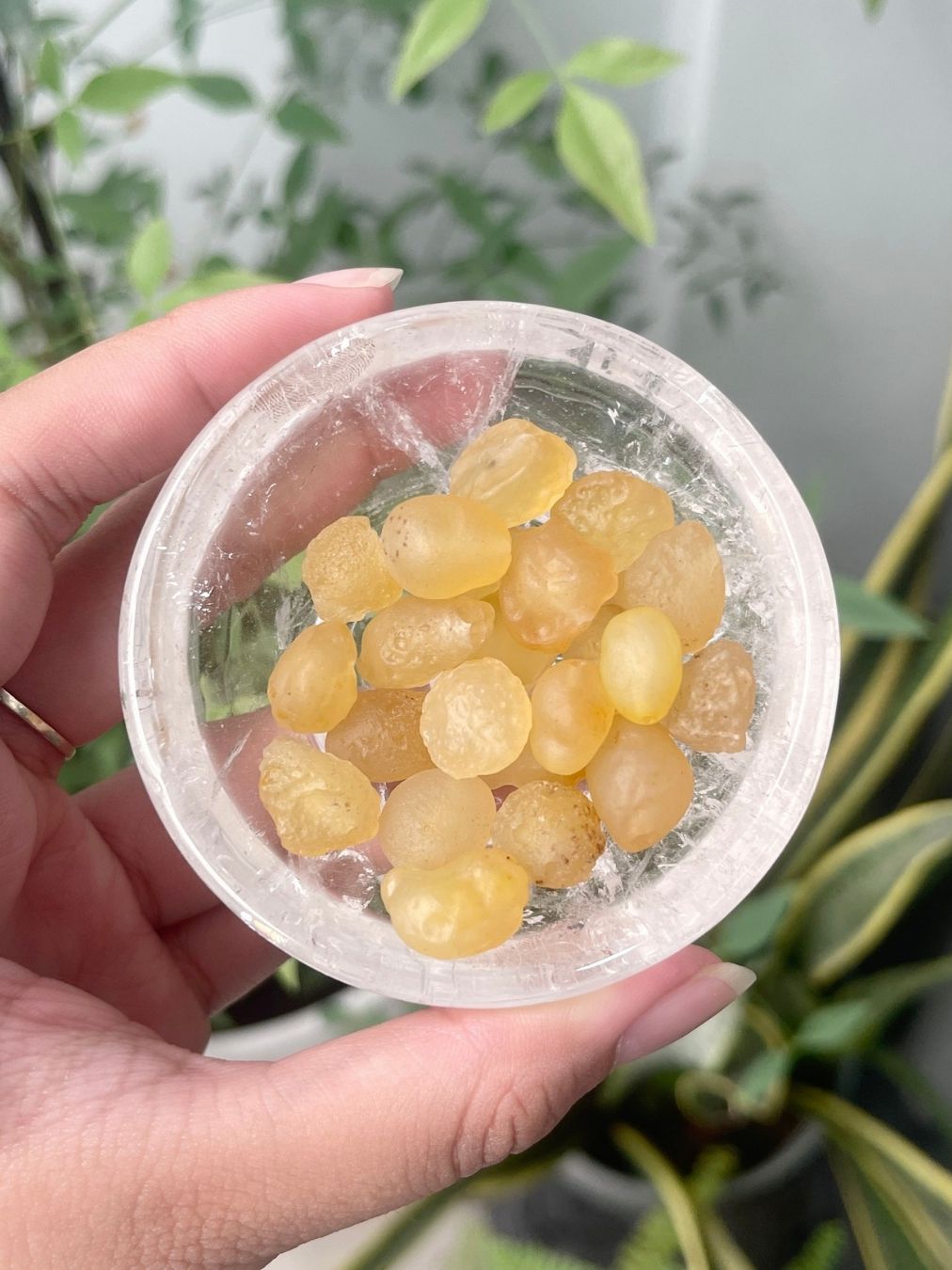  Mã não Gobi tự nhiên Yellow Gobi 