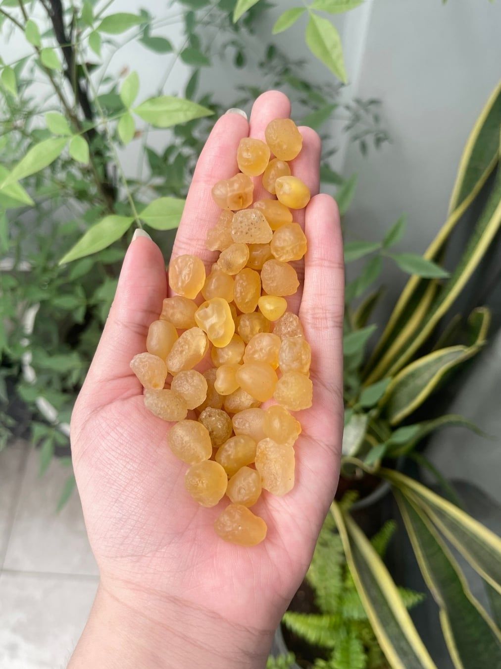  Mã não Gobi tự nhiên Yellow Gobi 