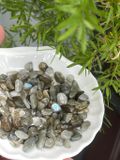  Vụn đá Labradorite 0.5-2cm đá xà cừ, thanh tẩy bài Tarot, thiền định, hỗ trợ trực giác, sáng suốt 
