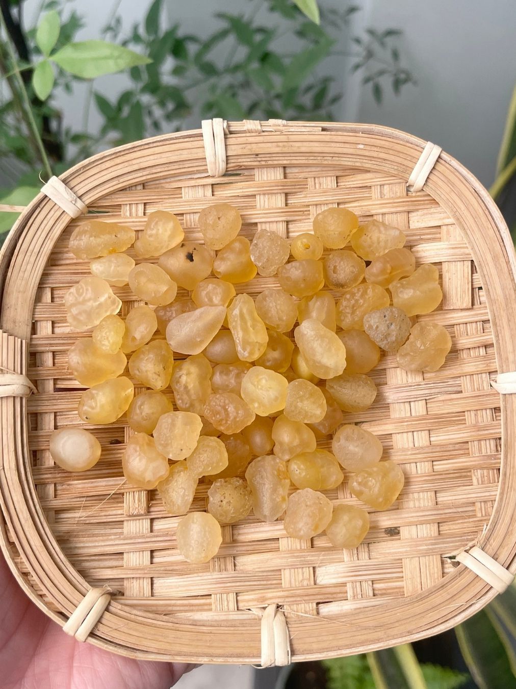  Mã não Gobi tự nhiên Yellow Gobi 