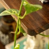  Kệ thang 4 tầng gỗ thông tự nhiên kết hợp chân đế chắc chắn, Kệ để sách, đồ trưng bày trang trí phòng khách , phòng làm việc 