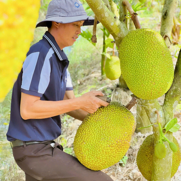 Trang trại - Somo Farm 