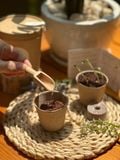  Bộ kit gieo mầm Grow Me - The Bloom Edition 