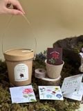  Bộ kit gieo mầm Grow Me - The Bloom Edition 
