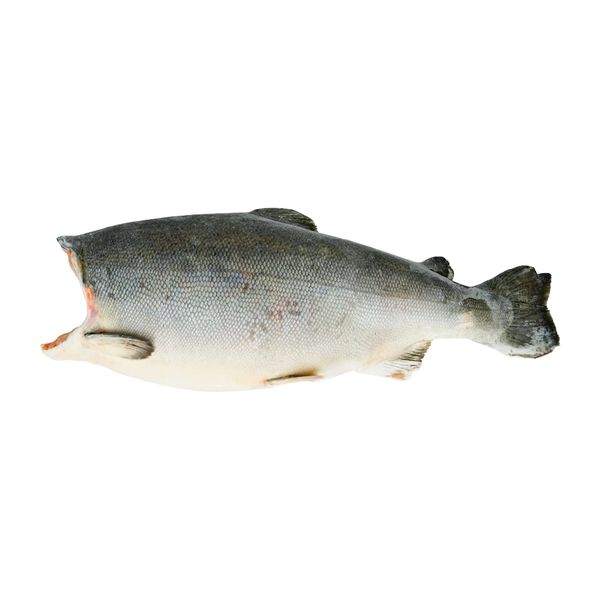 Cá hồi Coho nguyên con đông lạnh 4,5 - 5,5Kg/con