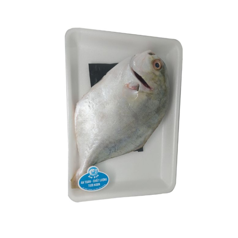 Alofish Cá Chim Trắng Làm Sạch