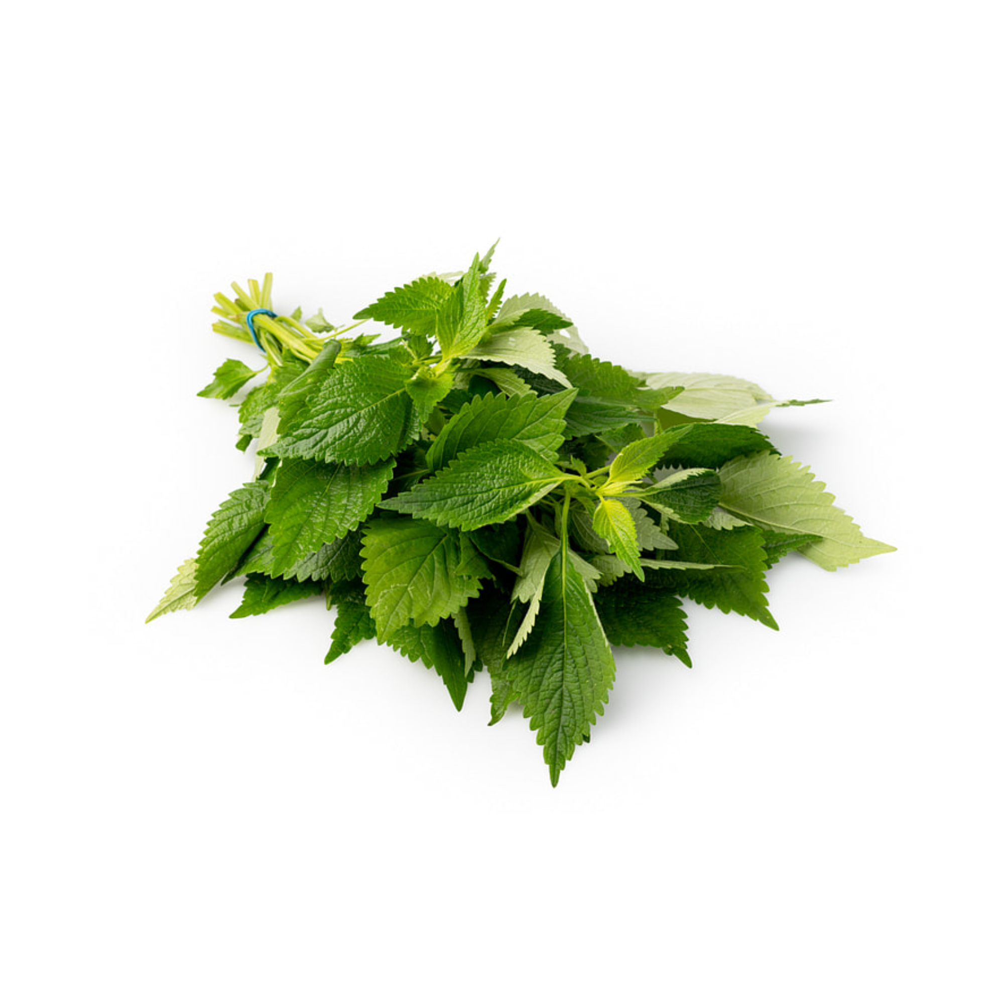 Kinh Giới 100G