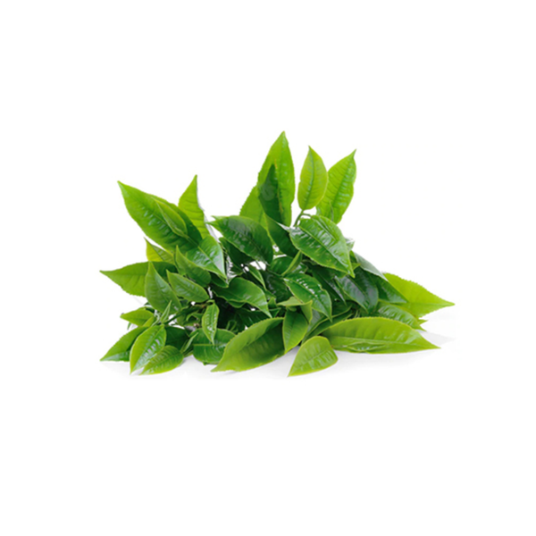 Lá Chè Tươi 200G