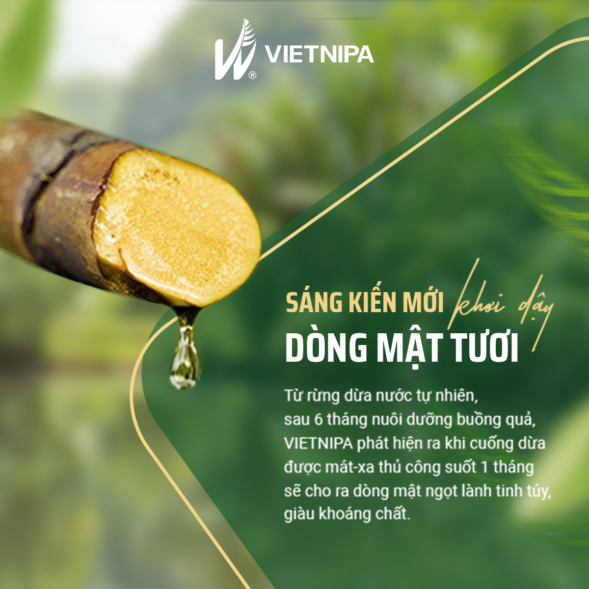  Nước Tương Mật Dừa Nước Hữu Cơ VIETNIPA - 200ml 