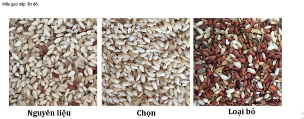 Máy tách màu gạo TAKYO TK – M80