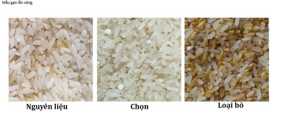 Máy tách màu gạo TAKYO TK – M80