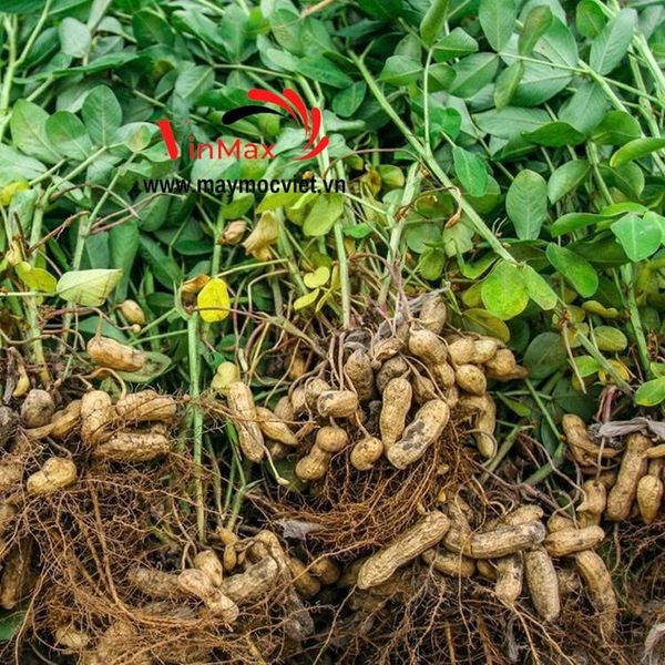 Máy Tuốt Lạc Liên Hợp Gắn Máy Kéo 2 Tấn/Giờ Shoshin SS2000