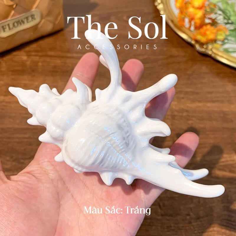  Kẹp Tóc Hàn Quốc Sea Snail 
