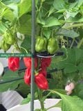  Kẹp Giữ Thân Cây Thông Minh: Giải Pháp Chống Đổ Ngã, Định Hình Dáng Cây Hoàn Hảo 