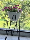 Chậu Skypot Daim Nhật Bản – Giải Pháp Trồng Cây Thông Minh, Tiết Kiệm Diện Tích 