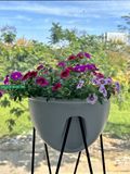  Chậu Skypot Daim Nhật Bản – Giải Pháp Trồng Cây Thông Minh, Tiết Kiệm Diện Tích 