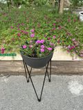  Chậu Skypot Daim Nhật Bản – Giải Pháp Trồng Cây Thông Minh, Tiết Kiệm Diện Tích 
