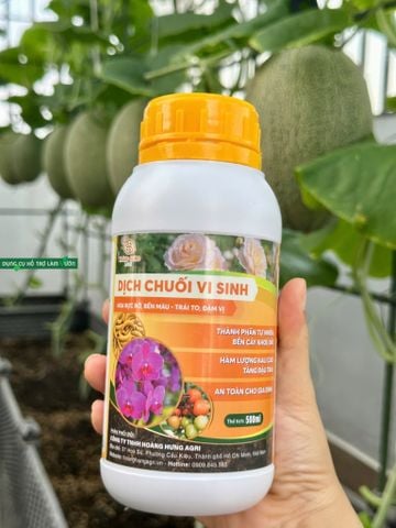 Dịch chuối vi sinh bón cho hoa lan và dưa lưới trên vườn sân thượng