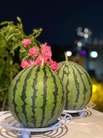 Giá đỡ trái đa năng- đỡ dưa hấu treo giàn