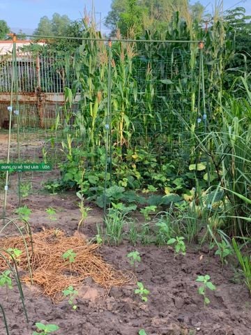  Giàn Chữ A Daim Nhật Bản 1.8m x 1.8m (Mã TS1.8) 