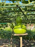  Hạt giống Bầu Hồ Lô Khổng Lồ - Trái to từ 8kg đến 15kg, tỷ lệ nảy mầm cao (Gói 5 hạt) 