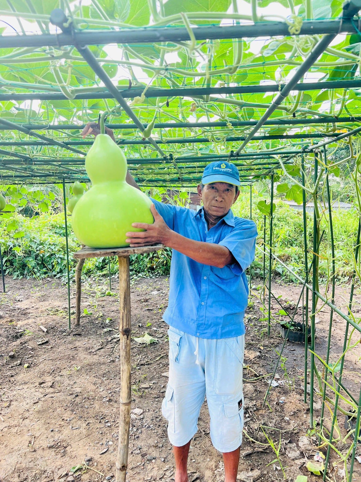  Hạt giống Bầu Hồ Lô Khổng Lồ - Trái to từ 8kg đến 15kg, tỷ lệ nảy mầm cao (Gói 5 hạt) 