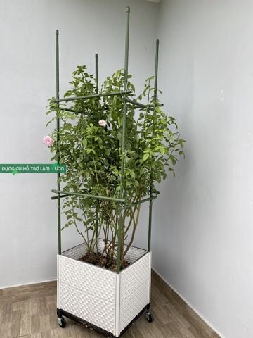  Khung Leo Hoa Hồng Cao 1.8m - Ống Thép Bọc Nhựa Chống Rỉ (Phi 11/16) - Lắp Ghép Thông Minh 