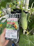  Kẹp Giữ Thân Cây Thông Minh: Giải Pháp Chống Đổ Ngã, Định Hình Dáng Cây Hoàn Hảo 