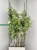  Khung Leo Hoa Hồng Cao 1.8m - Ống Thép Bọc Nhựa Chống Rỉ (Phi 11/16) - Lắp Ghép Thông Minh 