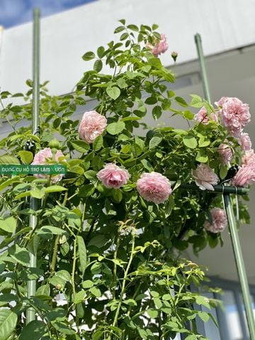  Khung Leo Hoa Hồng Cao 1.8m - Ống Thép Bọc Nhựa Chống Rỉ (Phi 11/16) - Lắp Ghép Thông Minh 