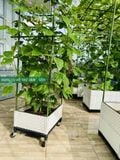  Khung Leo Hoa Hồng Cao 1.8m - Ống Thép Bọc Nhựa Chống Rỉ (Phi 11/16) - Lắp Ghép Thông Minh 